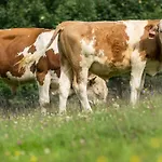 Statek U Rajmunda Zemědělská Farma * Velké Karlovice