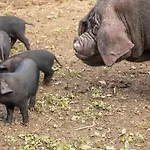 Alloggio per agriturismo Statek U Rajmunda Zemědělská Farma Velké Karlovice