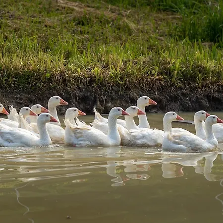 Statek U Rajmunda Zemedelska Farma Lantgård Velké Karlovice