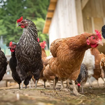 Feriegård Statek U Rajmunda Zemedelska Farma *