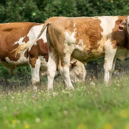 Statek U Rajmunda Zemedelska Farma * Velké Karlovice
