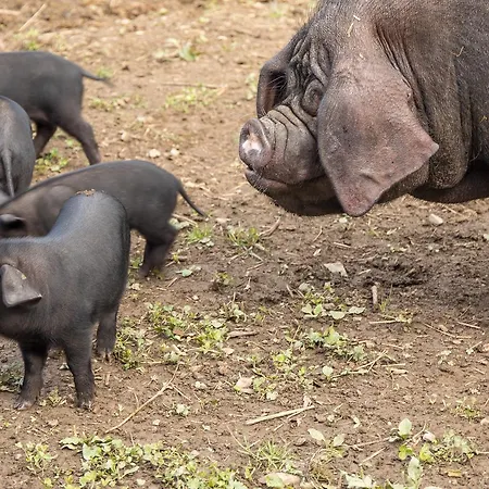 Lantgård Statek U Rajmunda Zemedelska Farma Velké Karlovice