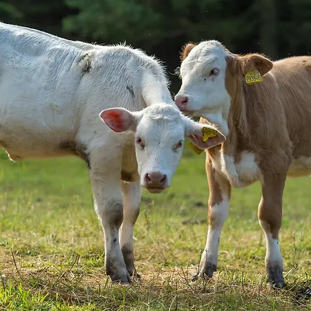 Feriegård Statek U Rajmunda Zemedelska Farma