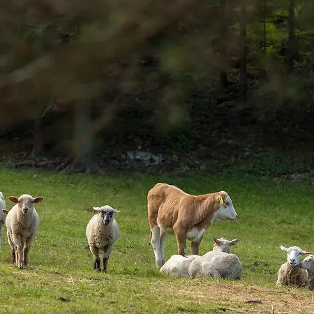 Statek U Rajmunda Zemedelska Farma Alloggio per agriturismo Velké Karlovice