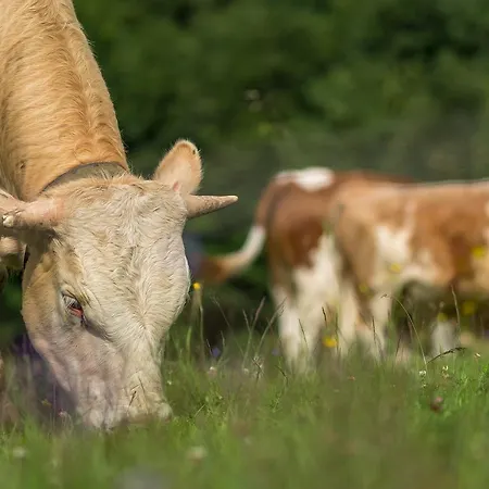 Statek U Rajmunda Zemedelska Farma Feriegård