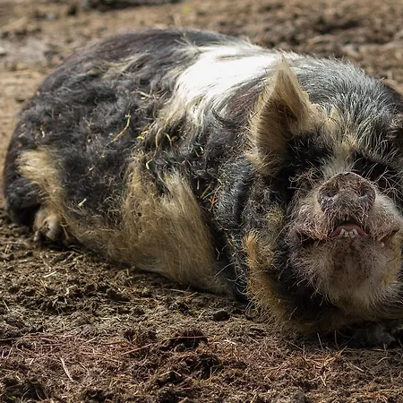Statek U Rajmunda Zemedelska Farma * Velké Karlovice