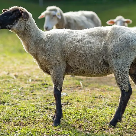 Çiftlik konaklama Statek U Rajmunda Zemedelska Farma *