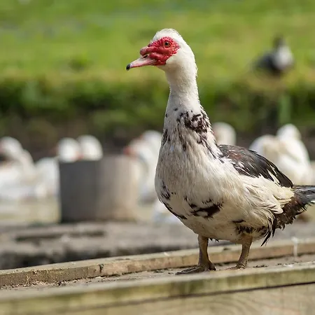 Çiftlik konaklama Statek U Rajmunda Zemedelska Farma *