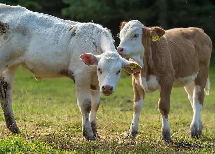 בית חווה Statek U Rajmunda Zemedelska Farma