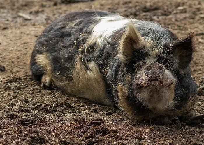 Statek U Rajmunda Zemedelska Farma * Velké Karlovice