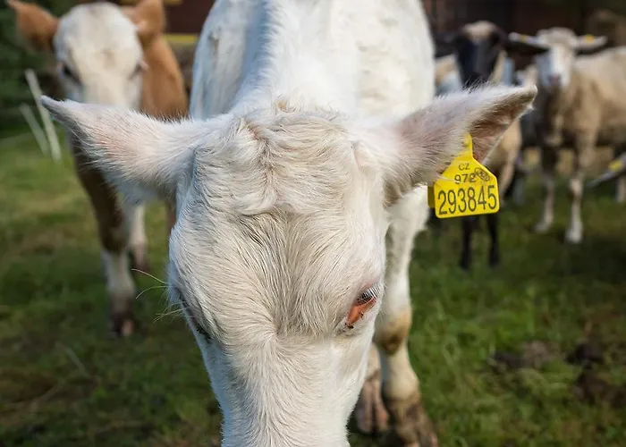 Statek U Rajmunda Zemedelska Farma בית חווה *